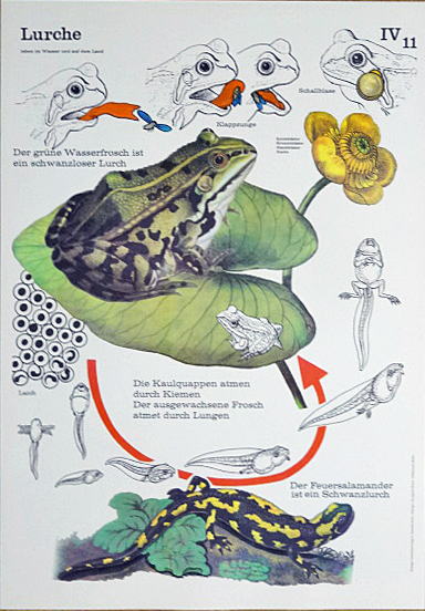 Die Lebensgemeinschaften in der Natur. Das naturkundliche Grundwissen in Jahresr