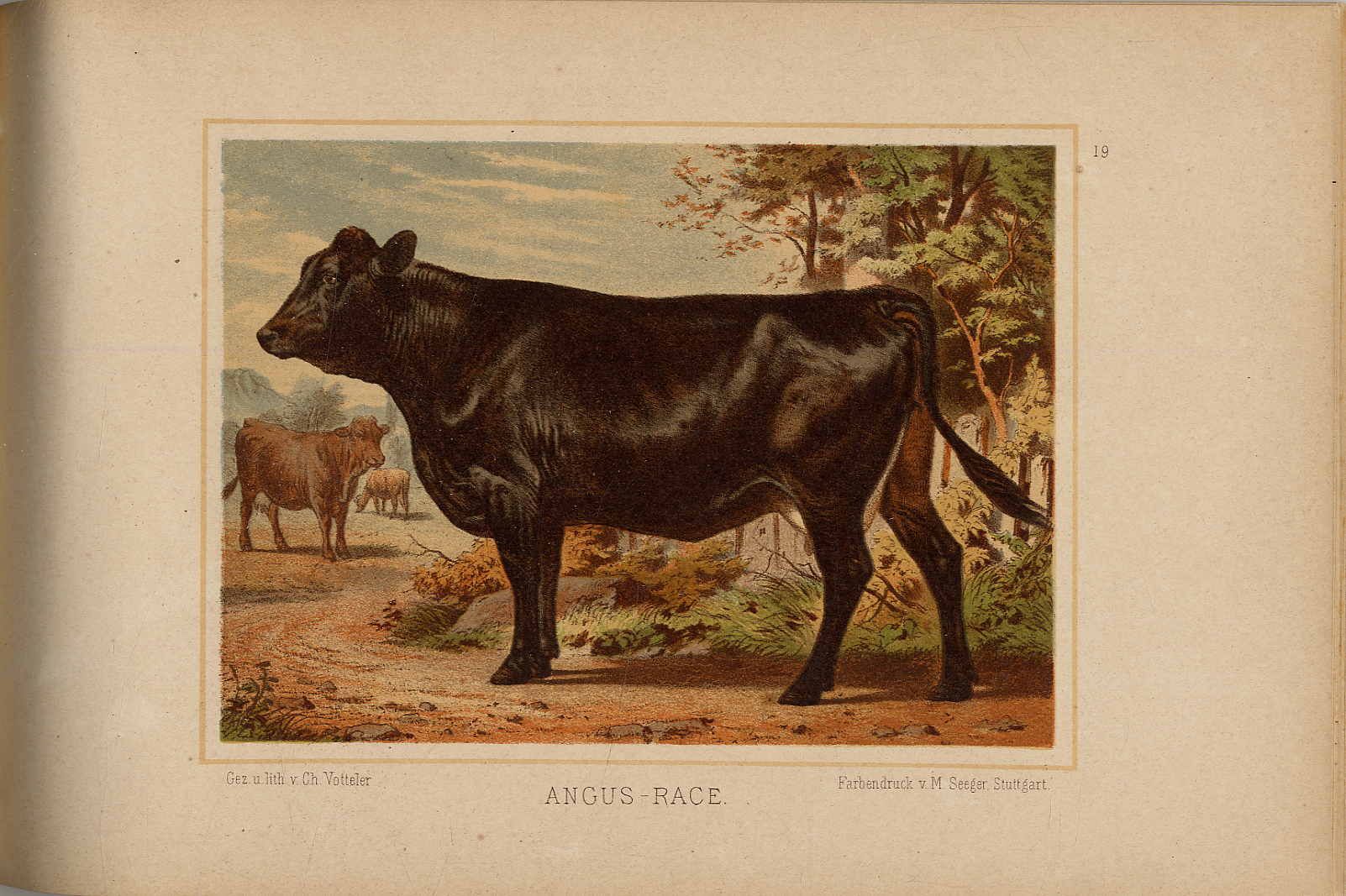 Rueff, Die Racen des Rindes deren Entwickelung, Verbreitung und Nutzungen.